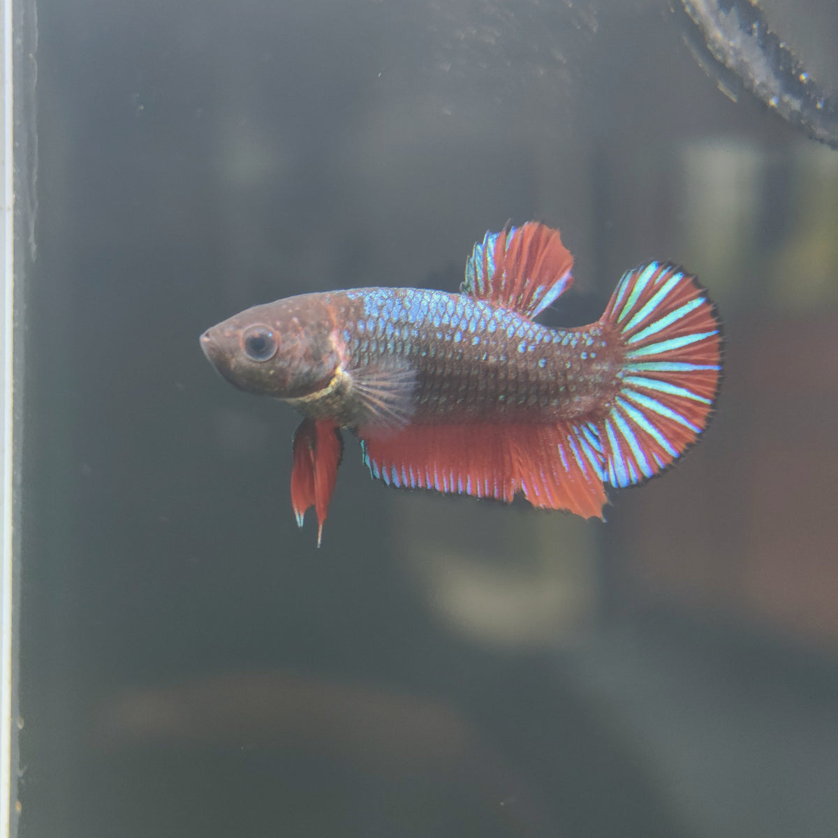 Red Dragon - Half Moon Plakat Betta