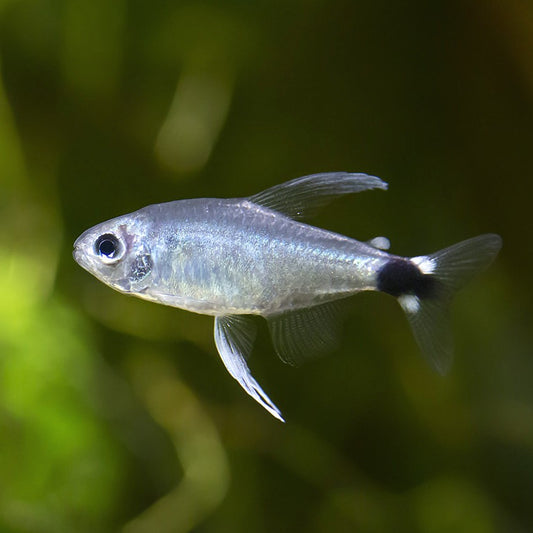 Reed Tetra