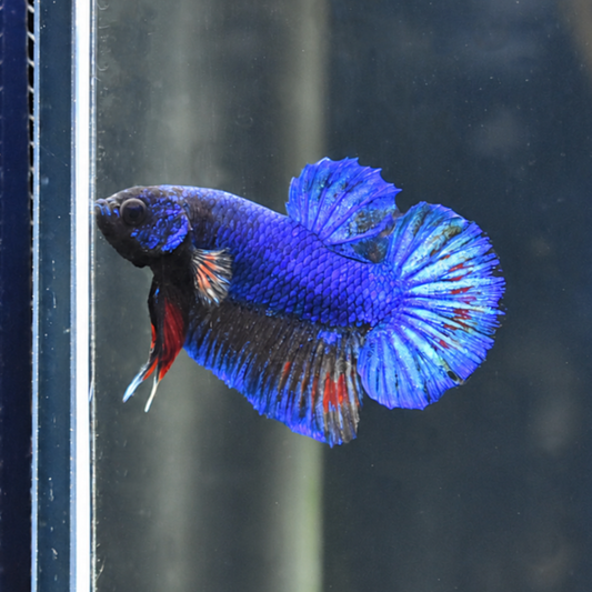 Royal Blue - Half Moon Plakat Betta