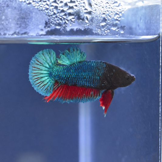Royal Blue - Half Moon Plakat Betta