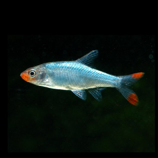 Rasbora - Sawbwa