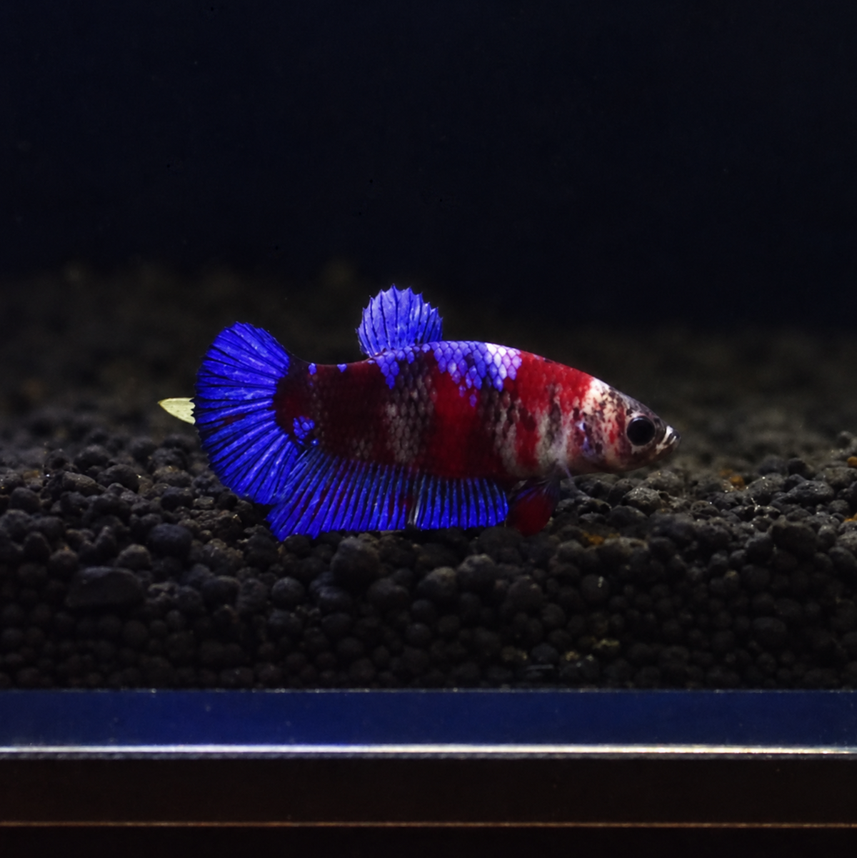 Multi Colour - Half Moon Plakat Betta