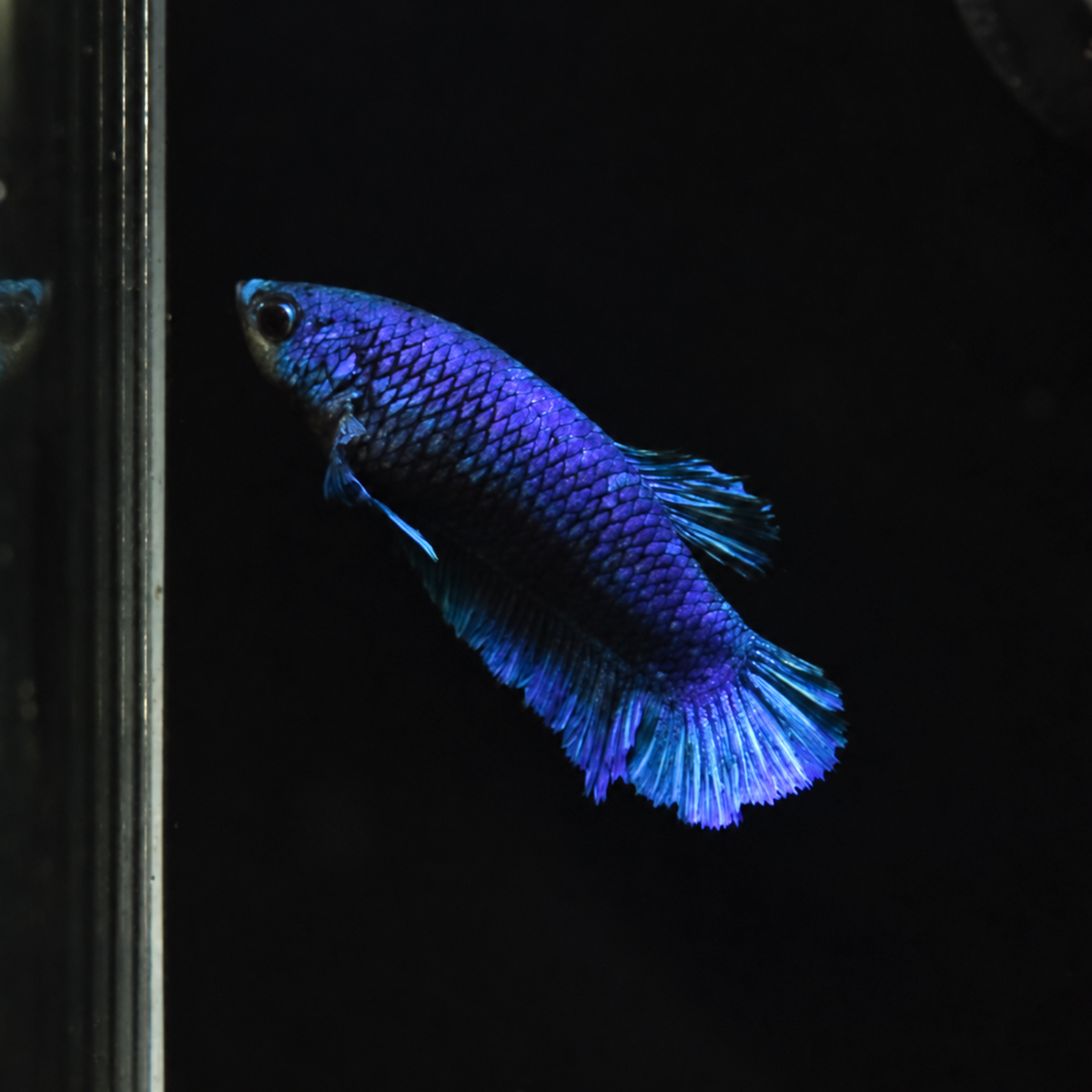Giant Royal Blue - Half Moon Plakat Betta