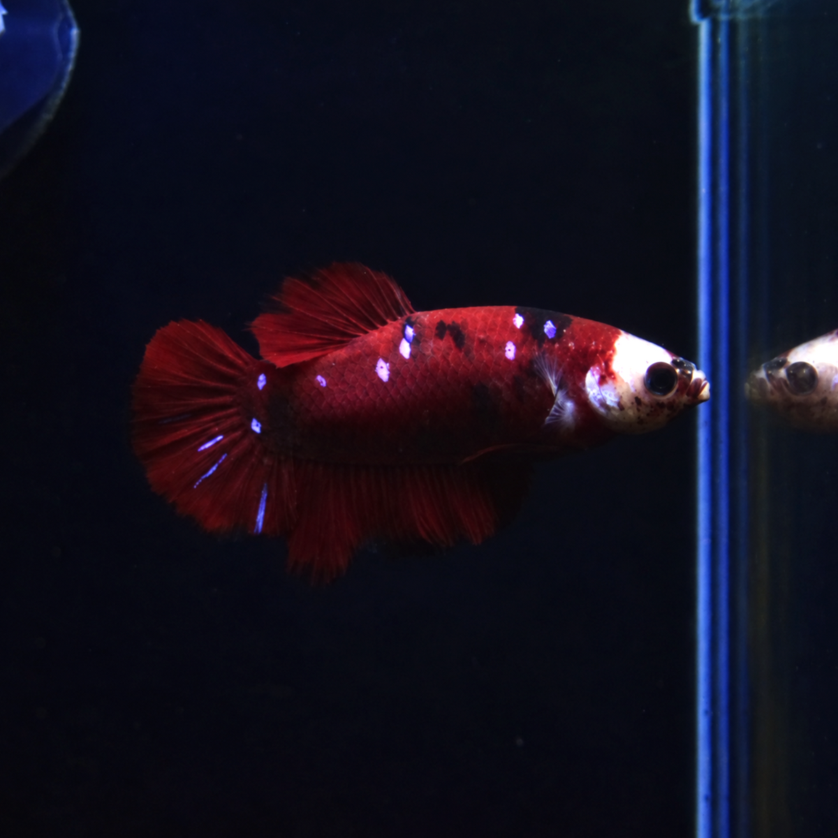 Red Galaxy Koi - Half Moon Plakat