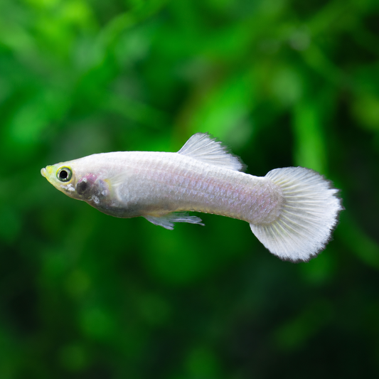 Guppy Platinum White Male