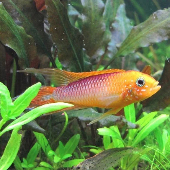 Apistogramma agassizii "Fire Gold" - Pairs