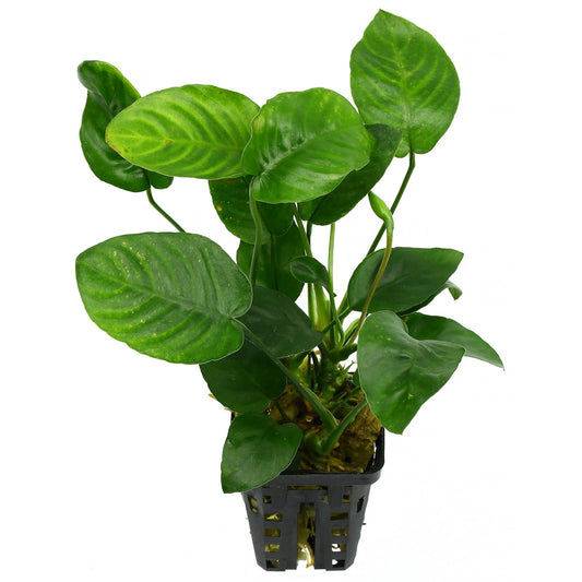 Anubias barteri