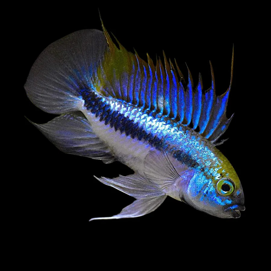 Apistogramma trifasciata