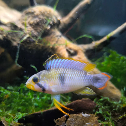 Apistogramma panduro