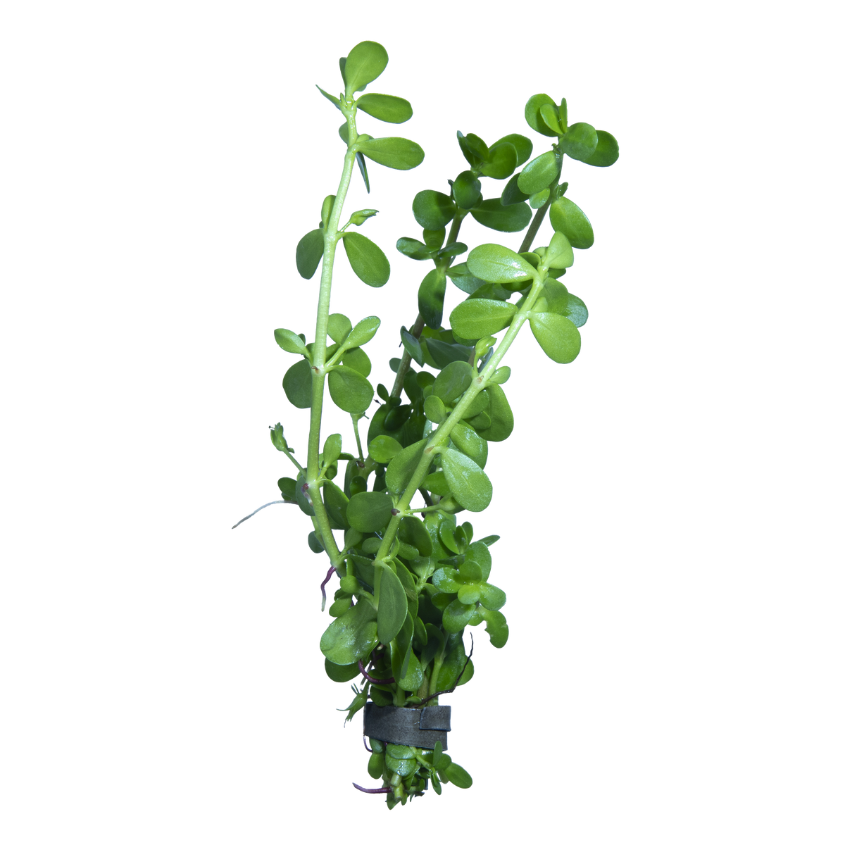 Baby Tears (Bacopa monnieri) "bunched"
