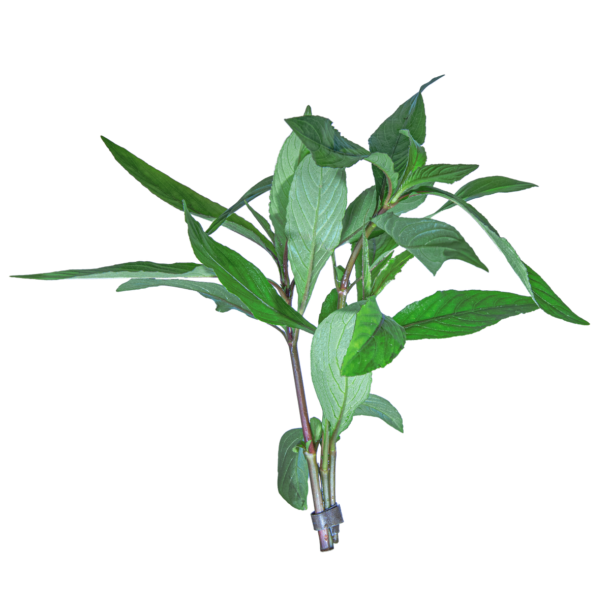 Blue Hygrophila (Hygrophila Corymbosa)