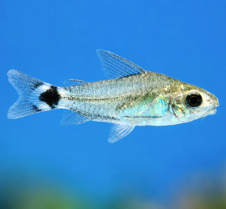 Tail-spot Pygmy Cory - Corydoras hastatus (Wild caught)