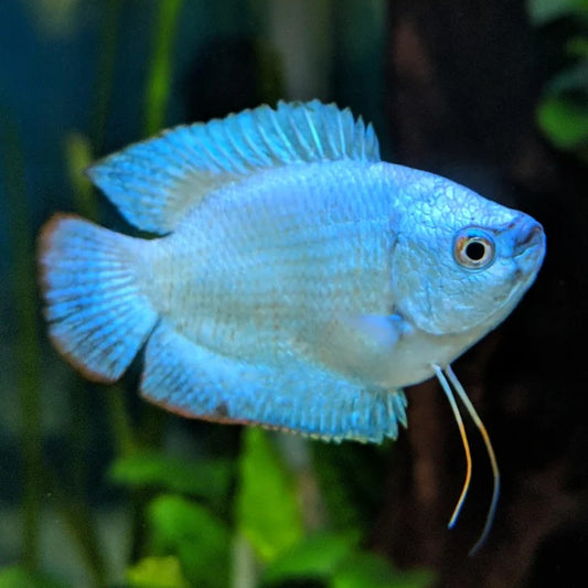 Dwarf Gourami Cobalt Blue Male