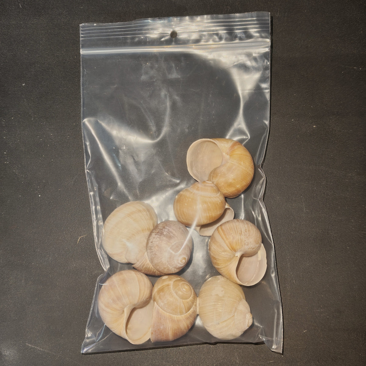 Escargot snail shells x 8