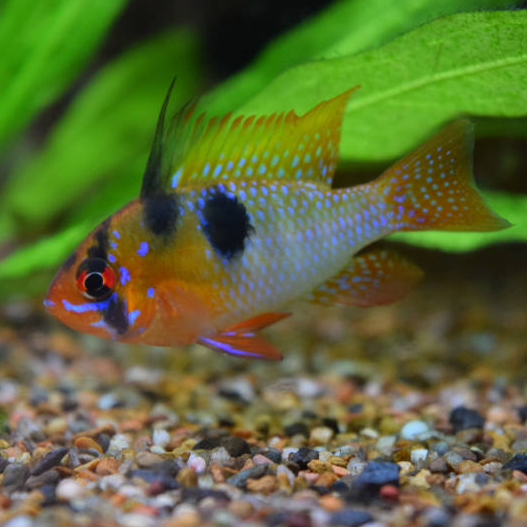 Blue Ram Dwarf Cichlid