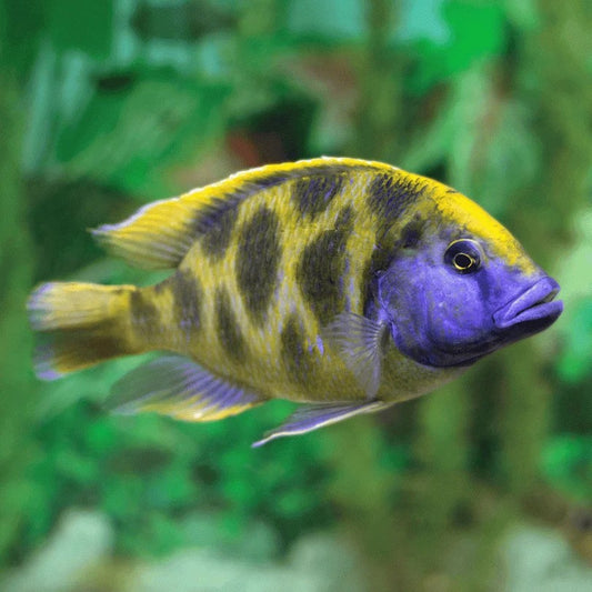 Giraffe Cichlid