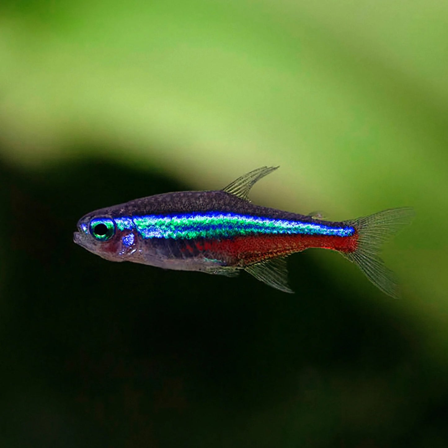 Green Neon Tetra