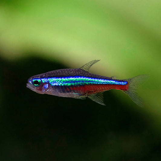 Green Neon Tetra