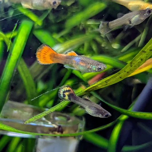 Mixed Guppy