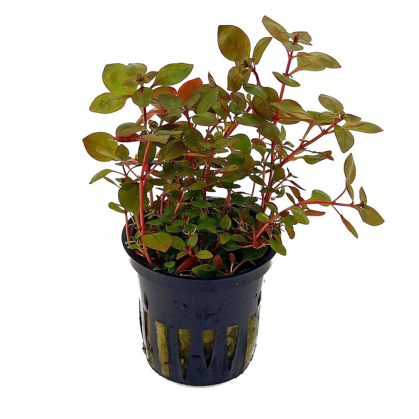 Red Ludwigia (Ludwigia palustris)