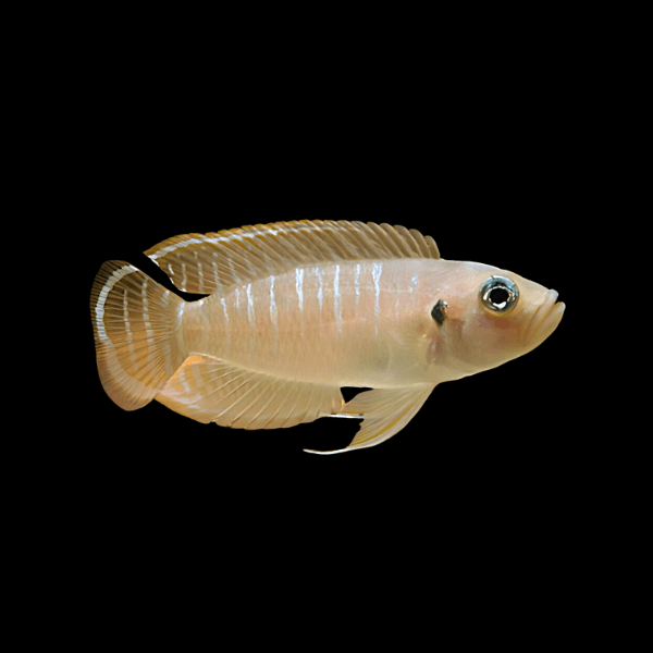 Neolamprologus Brevis - Shell Dwelling Cichlid