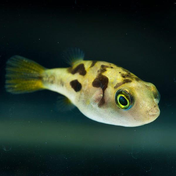 Pea Pufferfish