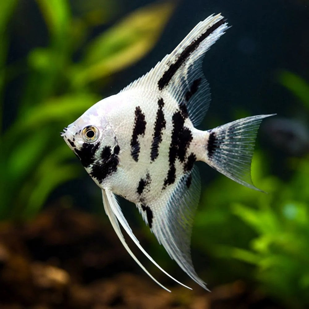 Platinum Marble Angelfish