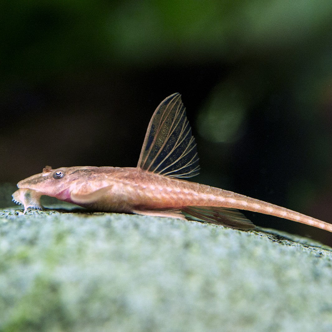 Red Lizard Whiptail Catfish (Rineloricaria sp.)