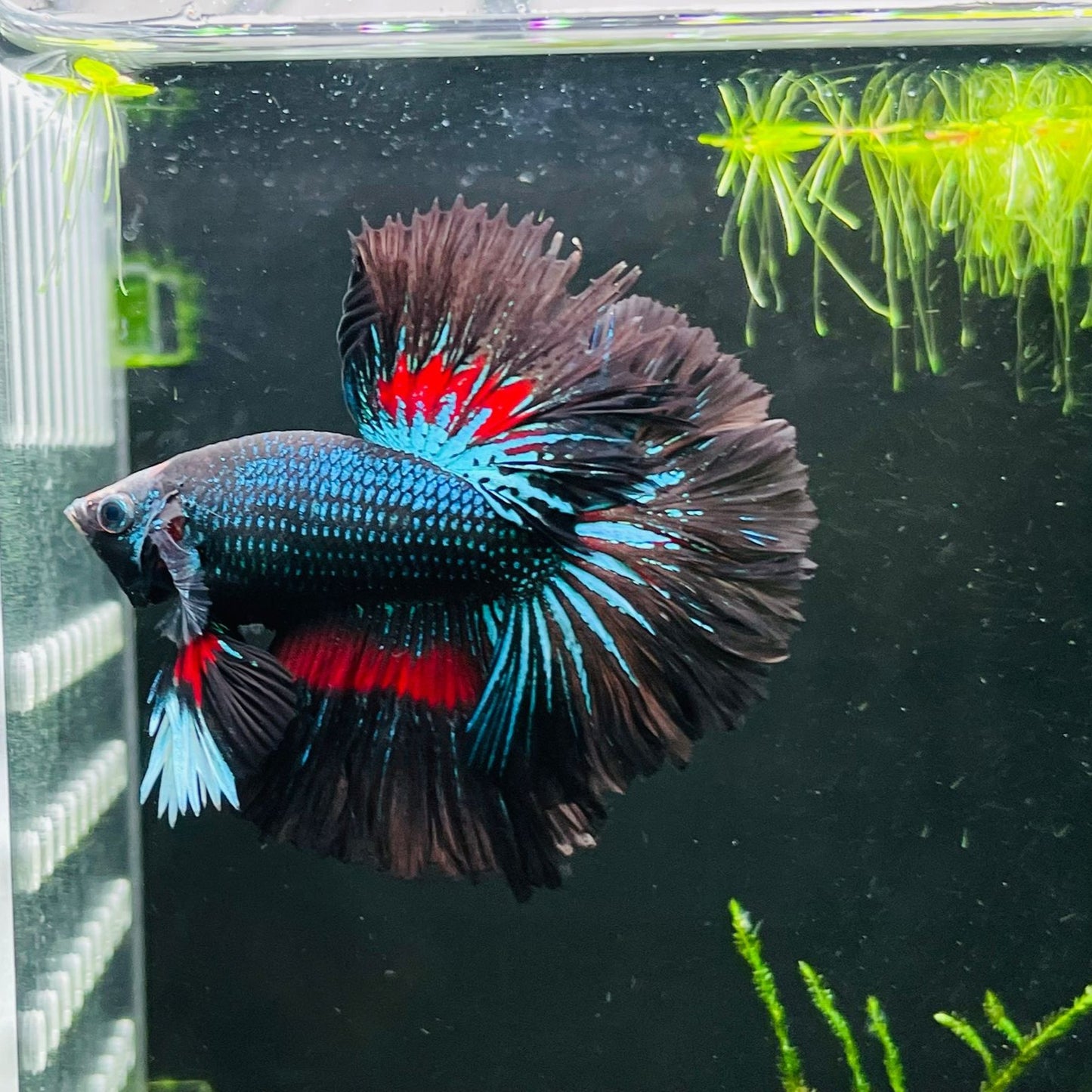 Rose Tail x Halfmoon Betta