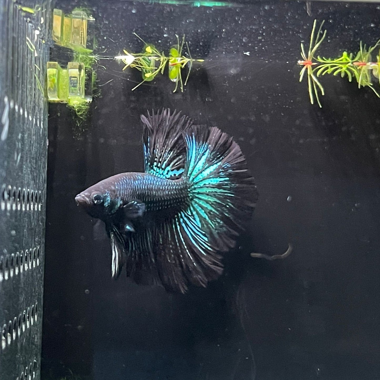 Rose Tail x Halfmoon Betta