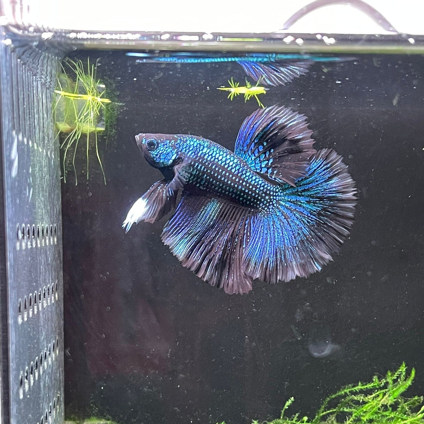 Rose Tail x Halfmoon Betta