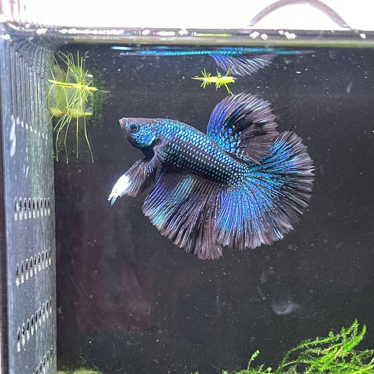 Rose Tail x Halfmoon Betta