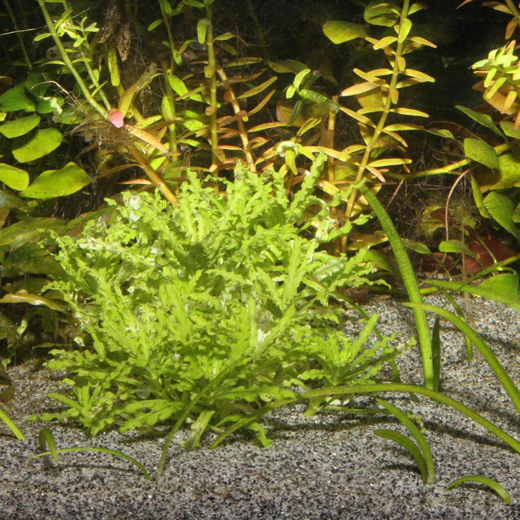 JBL Sansibar Grey Aquarium Sand | Premium Natural Grey Aquarium Substrate | 5kg & 10kg