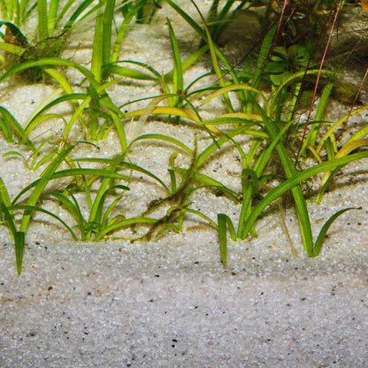 JBL Sansibar River Aquarium Sand - Premium Natural River Substrate | 5kg & 10kg
