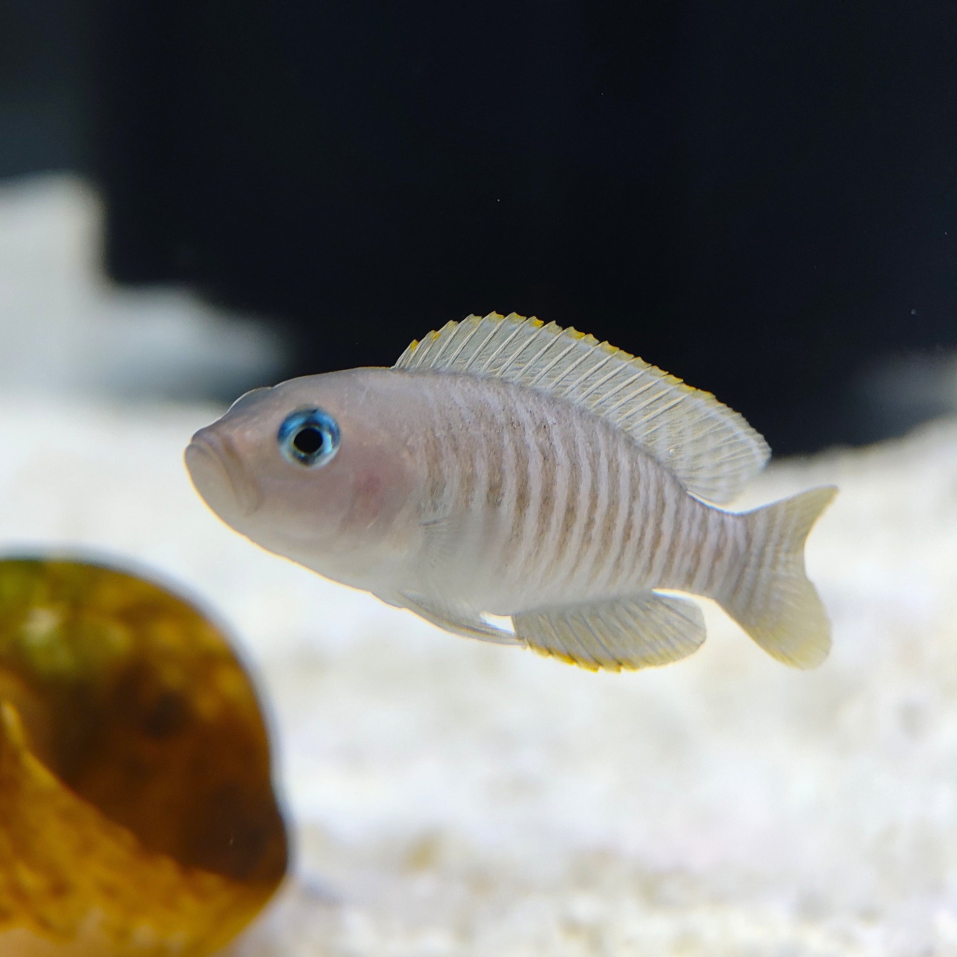 A small pale shell dwelling fish with vertical dark stripes, a blue eye, and yellow-edged fins swimming in an aquarium with white sand and a blurred brown shell in the foreground.