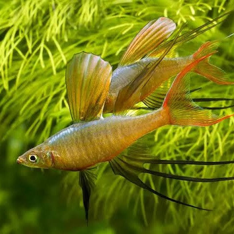 Threadfin Rainbowfish