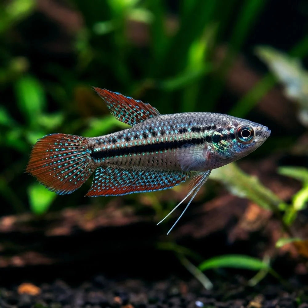 Sparkling Gourami