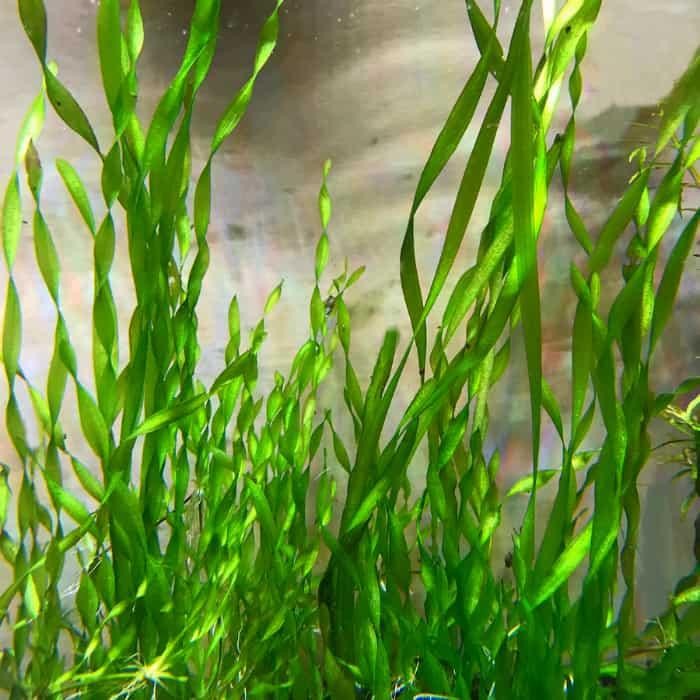 Twisted Vallisneria (Spiralis Torta)