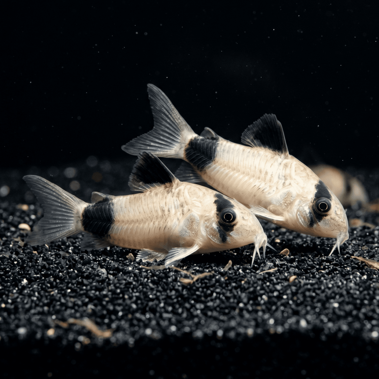 Panda Cory